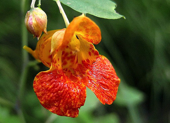 20 Seeds Organic - Jewelweed Impatiens Capensis