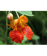 20 Seeds Organic - Jewelweed Impatiens Capensis - $10.99