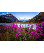 Chamaenerion angustifolium seeds Epilobium parviflorum fireweed hoary wi... - $7.22 CAD+