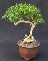 Chinese Flowering White Serissa  Bonsai Tree of a Thousand Stars  Exposed Roots  - £159.83 GBP