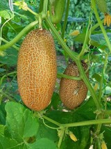 Kibédi Brown Cucumber from Transylvania - 10+ Seeds - Cu 027 - $1.99