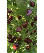 LOT OF 3 CHOCOLATE HABANERO 75 Day+ Old Super Hot Pepper LIVE PLANTS - £35.37 GBP