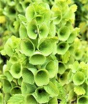 THJAR Bells of Ireland Seeds  Mix 100 Seeds NON-GMO BUY 4 GET FREE SHIPPING - $4.99