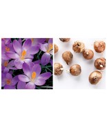 10 bulbs Whitewell Purple Species Crocus - €27,39 EUR