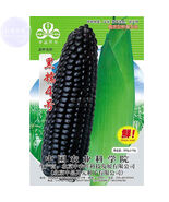 Giant Black Corn Glutinous Maize Hybrid High Yield Seeds 200Grams - $32.97 CAD