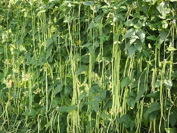 30 Yard Long Bean Seeds Pole Type ĐậU ĐủA Organic Fresh Seeds - £9.42 GBP
