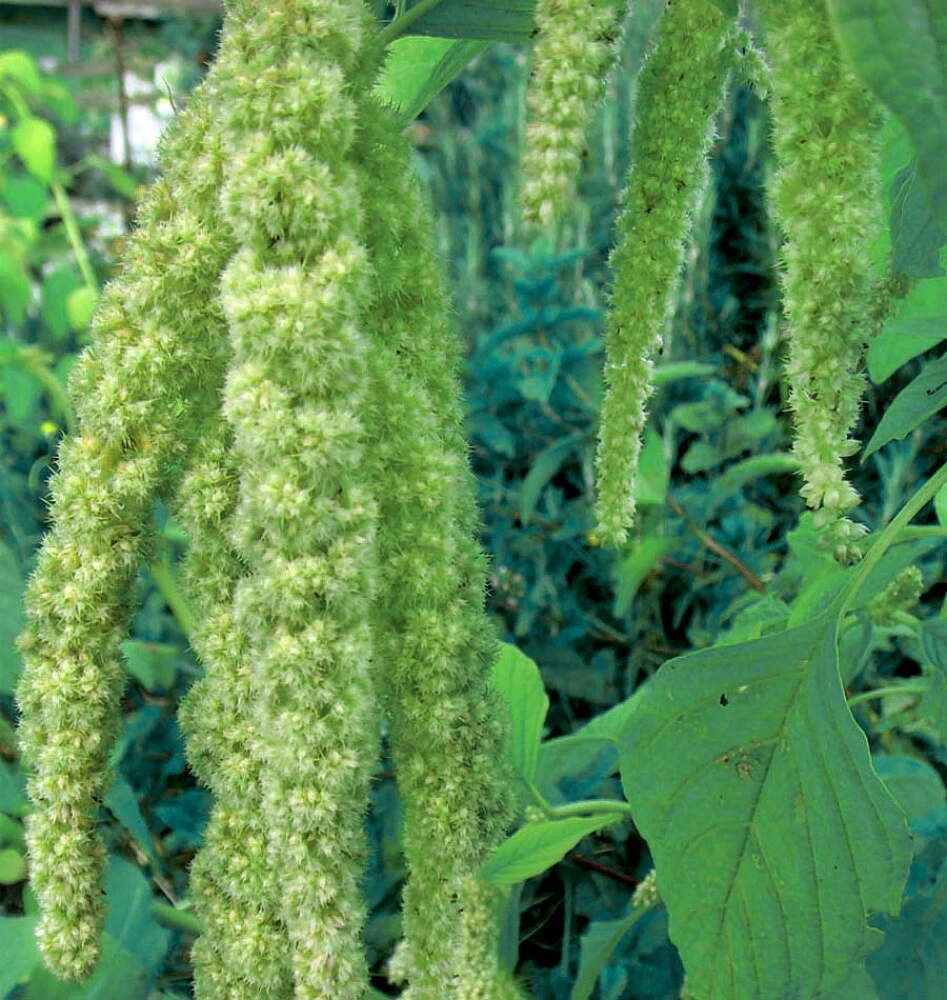 Green Tails Amaranthus 150 Seeds - $15.07