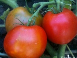 AD 50 Seeds Sophies Choice Tomato Tomatoe Vegetable Home Garden - $18.19 CAD