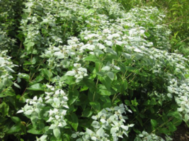 Pycnanthemum muticum Short-toothed Mountain Mint Starter Plant Plug - £23.23 GBP