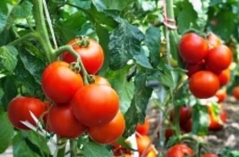 Berynita Store 25 Rutger,S  Fresh Tomato Seeds - £7.56 GBP