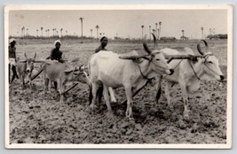 RPPC Farming In India Ploughing Yoked Oxen Team Donkey Mule Postcard A44 - $12.95