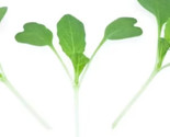 Simple Pack 25g  seed Herb Micro pak choi canton white - $14.82
