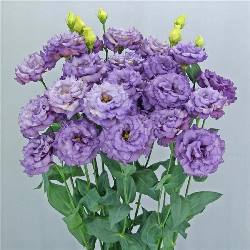 Lisianthus Seeds Lisianthus Celeb 2 Metallic Blue 25 Pelleted Seeds - $21.61