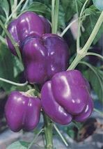 Purple Beauty Bell Pepper Non Gmo Fresh Garden Harvest 30 Seeds - £3.47 GBP
