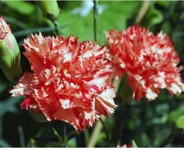 50+ Carnation Flower Seeds Chabaud Avranchin A447 A448 Fresh - £8.19 GBP