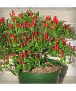 Thai Sun Hot Pepper Capsicum annuum Ornamental Chili, 100 Seeds - £8.24 GBP