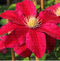 100 PcsPack Clematis Flowers Mixed Clematis Flores Potted Clematis Flower Perenn - £6.18 GBP
