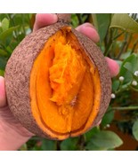 Mammea Americana Mamme Apple Mamey Live Fruit Tree 10In To 24In Mamey Am... - $1,508.98 MXN