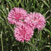 SDC Tree Bonsai Seeds Windmill 6 Seeds Fresh Seeds - $368.78 MXN