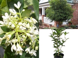 Live Plant ( 2.5 QT ) Fragrant Tea Olive ( osmanthus fragrans ) - $59.98
