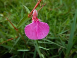 20 seeds Pink Lady&#39;s Slipper Hybanthus enneaspermus Seed Pack -- Spade Flower - £4.73 GBP