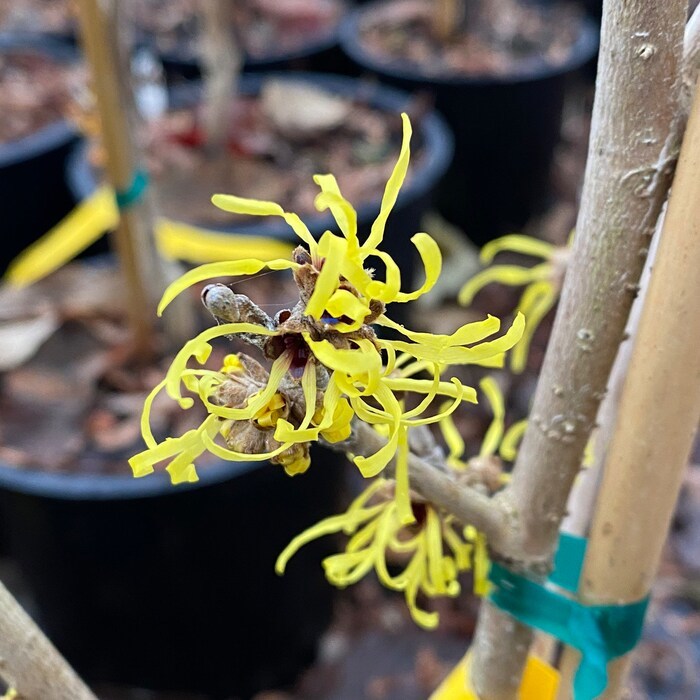 Hamamelis Mollis Angel Witch Hazel Live Plant 18 Inch Tall Ships Bare ...