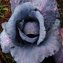 Red Acre Cabbage 300 4000 Seeds Heirloom Purple Tender Healthy Leaves Early - £3.93 GBP