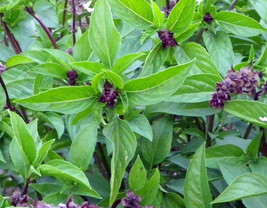 1000 Cinammon Basil (Ocimum basilicum) Seeds, Outdoor Plant, Herbs Seeds - $9.99