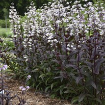 10 Perennial Penstemon ‘Onyx and Pearls’ Beardtongue Live Plants Flowers... - £59.76 GBP