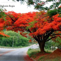 New Fresh Delonix Regia Red Flame Tree Seeds Ornamental Beautiful Tree With Red  - $4.45