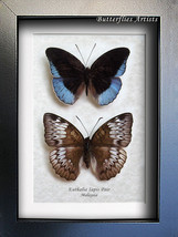 Real Butterflies Euthalia Iapis Pair RARE Horsfield&#39;s Baron Entomology Shadowbox - £86.19 GBP