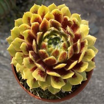 15 Seeds Hardy Hens &amp; Chicks Colorockz House Plant Flowers Gardening Fresh USA S - $12.50