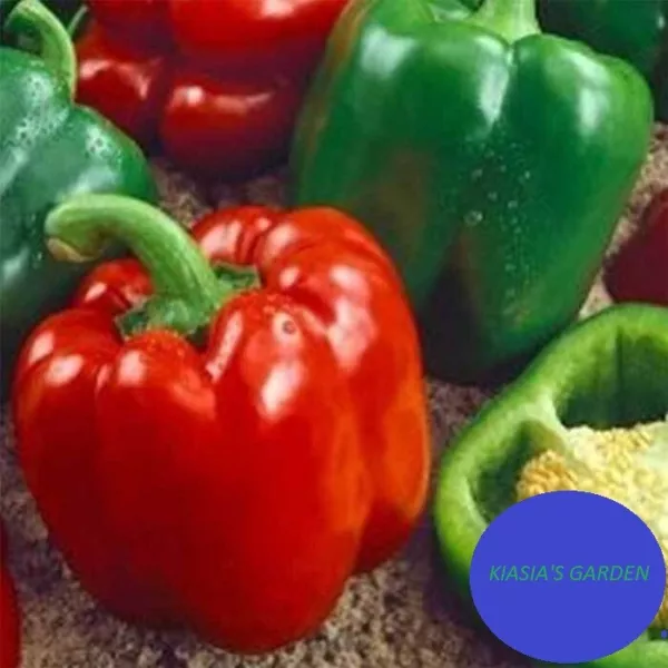 Pepper Seed Keystone Resistant Giant Non Gmo Sweet Large Bell Green Red 60 Seeds - £6.30 GBP