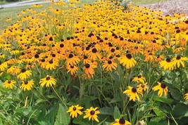 SGHOST Brown Eyed Sn Rudbeckia  Seeds New Crop 200 Seeds For 2023 USA Seller - $8.62