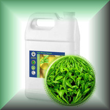 Green Tea (Camellia Sinensis) Absolute Oil - $5.94+