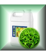 Green Tea (Camellia Sinensis) Absolute Oil - $8.12 CAD+