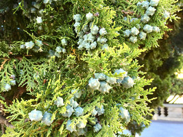 15 Blue Cone Arborvitae Seeds Thuja Orientalis Blue Cone Fresh Seeds Gardening U - £10.23 GBP