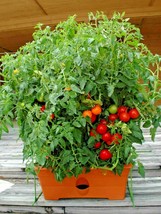 25 Seeds PATIO BUSH TOMATO Organic 5 oz Fruits 36&quot; Plant Garden/Patio Container - $16.50