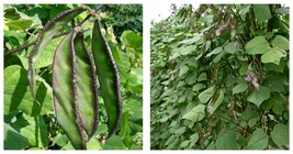 Grow Your Own Palette: Hyacinth Bean in Purple and Green - 100 Seeds / Bag - £22.37 GBP