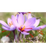 10 Seeds Purple Crocus sativus L. Bulbs Heirloom Saffron Crocus Plant - $1,021.58 MXN