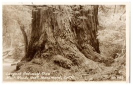 Zan-1109 Largest Redwood Muir Woods National Monument California RPPC Postcard - £11.83 GBP