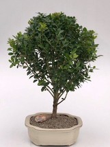 Dwarf Japanese Holly Bonsai Tree  (ilex crenata &#39;piccolo&#39;)  - £43.92 GBP