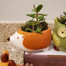 Hedgehog Planter with Succulent, Ceramic Animal Plant Pot with live plant