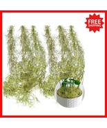 Flexible 33-Inch Artificial Spanish Moss - Enhance Any Decor Style Effor... - $734.95 MXN