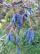 GIB 7 Blue Sa-ge Fruit Edible &amp; Ornamental Decaisnea Fargesii Tree Shrub Seeds - £14.38 GBP