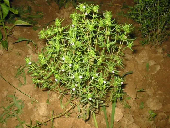 Savory Summer 100 Seeds Culinary &amp; Medicinal Herb (Satureja Hortensis) Fresh Gar - £9.89 GBP