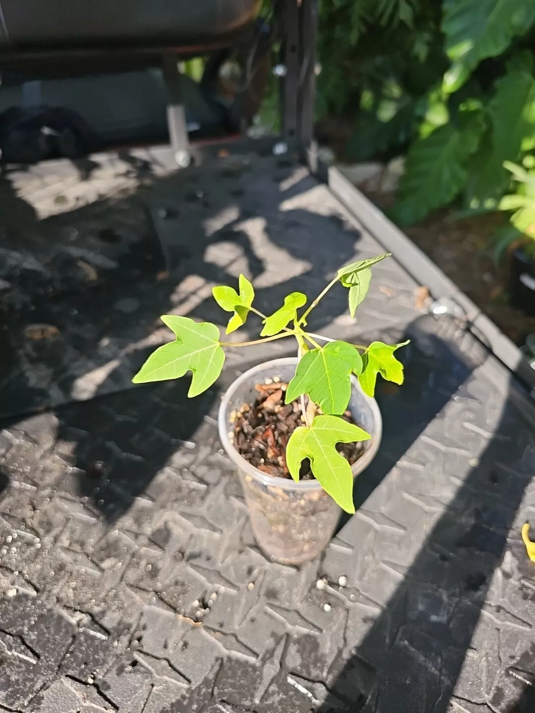 Live Papaya Plant Tree Fruit Organic Growth  Food Forest - $35.63