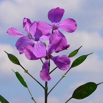 GIB Money Plant Violet Lunaria Biennis 50 Seeds - $9.00