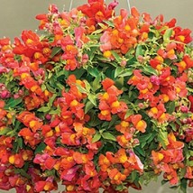 2R9D2 Snapdragon Seeds 100 Snapdragon Candy Showers Orange Seeds Trailing Snapdr - $50.65