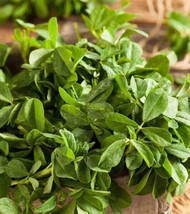 Fresh Garden Fenugreek Herb, Curry Powder, NON-GMO, Heirloom, Variety Si... - $8.69